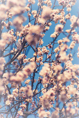 Apricot flowers background