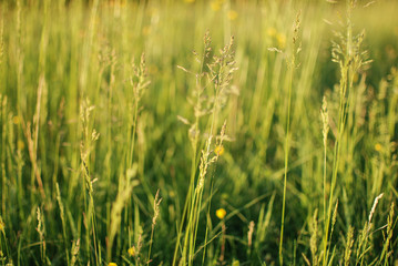 Grass flowers close up with yellow and green background, summer concept