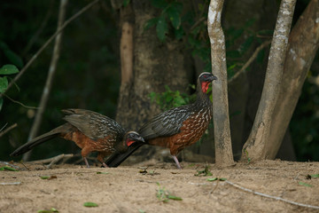 bird of pantanal in the nature habitat, wild brasil, brasilian wildlife, pantanal, green jungle, south american nature and wild