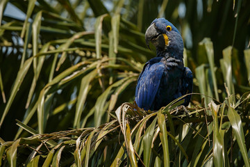 hyacinth macaw on a ground in the nature habitat, wild brasil, brasilian wildlife, birding, biggest parrot, blue magic, palm nuts, blue