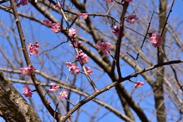 ピンクの梅の花