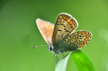 Fototapeta na wymiar Common Blue or Polyommatus icarus, Small blue butterfly
