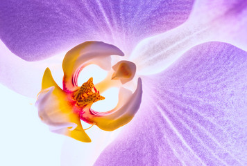 Obraz na płótnie Canvas Purple orchids flower