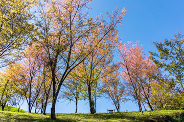 Fototapeta premium Beautiful pink flower of Sakura or Wild Himalayan Cherry tree in outdoor park with blue sky in Thailand