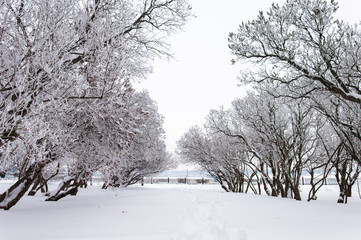 Snow park alley with white trees row