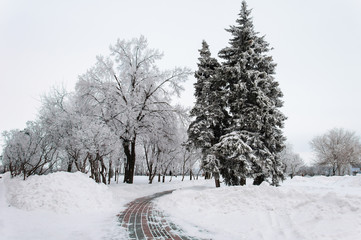 Snow covered trees and lane in winter park Russia