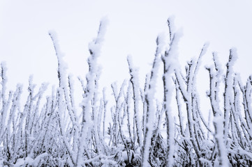 Branches covered with ice and snow. Photographed close-up in winter