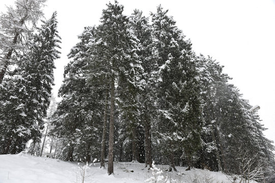 Fototapeta neve montagna bosco alberi innevati nevica rami neve bianco e nero montagne piste da sci sciare