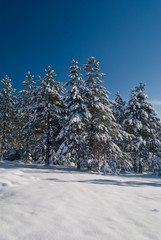 Spruce trees covered in snow with deep blue sky above