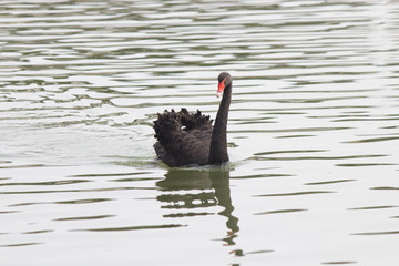 Black swan on a pond