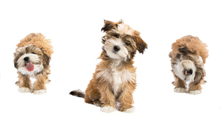 Fototapeta na wymiar havanese puppy dog isolated