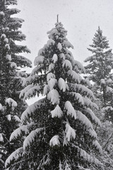 neve montagna bosco alberi innevati nevica rami neve bianco e nero montagne piste da sci sciare