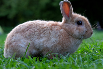 Braunes Kaninchen im Gras