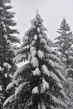 Fototapeta neve montagna bosco alberi innevati nevica rami neve bianco e nero montagne piste da sci sciare