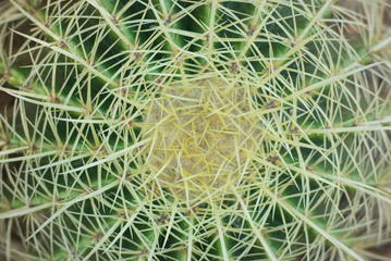closeup of Sharp Spikes of cactus