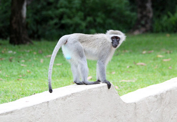 afrikanischer Affe