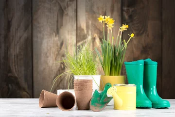Fototapeten Garden tolls and spring seedling on wooden background. Rubber, narcis and tulips. © verca