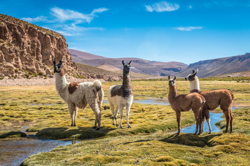Llamas in Bolivia - obrazy, fototapety, plakaty