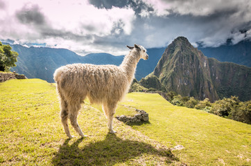 Llama in Andes Mountains © pcalapre
