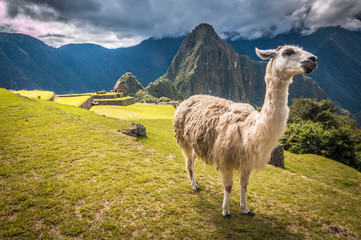 Llama in Machu Pichu