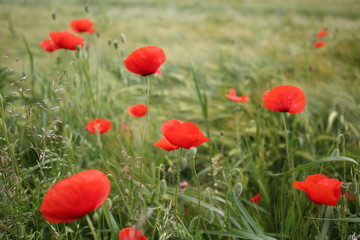 Fototapeta na wymiar Papaver rhoeas. Field with barley and field poppy.