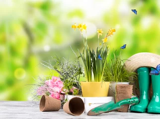 Poster Garden tolls and spring seedling on wooden background. Rubber, narcis and tulips. © verca