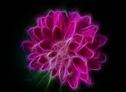 Fototapeta Neon silhouette of chrysanthemum flower on a black background. Image processed with the fractals. The purple flower 