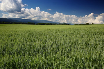Barley field with a beautiful blue sky with white clouds