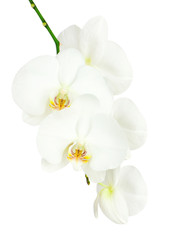 Seven day old white orchid isolated on white background. Closeup.