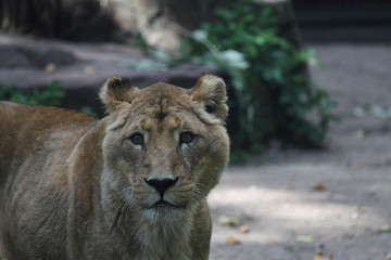 Löwe
