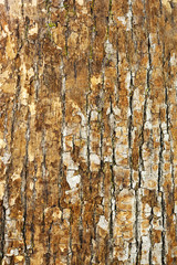 Nature oak bark for use as background. Closeup.