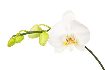 Blooming twig of white orchid with bandler isolated on white background. Closeup. 
 - obrazy, fototapety, plakaty