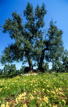 Olive trees, Italy, Aplulia, Ostuni area