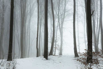 Trail in foggy winter forest