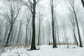 Obraz premium Trail in foggy winter forest