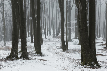 Fototapeta premium Szlak w mglistym zimowym lesie