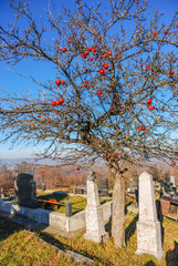 Tree on a cemetery with red apples on the branches during the winter with tomb stones beneath