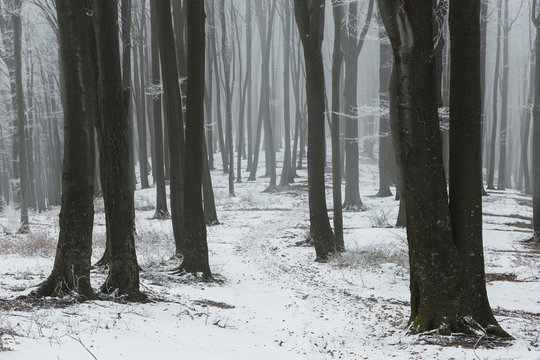 Fototapeta Trail in foggy winter forest