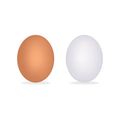 Realistic chicken eggs isolated on white background with shadow. illustration.