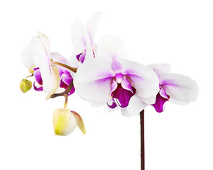 Blooming twig of white purple orchid, phalaenopsis isolated on white background.