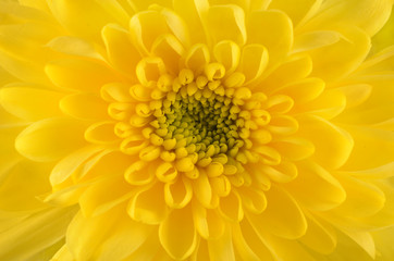 yellow chrysanthemum closeup