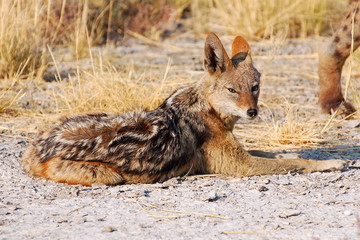 Wonderful Jackal in the Etosha National Park in Namibia