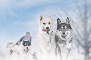 Fototapete Winter sled dog race in the wonderful winter landscape in the ba © murmakova