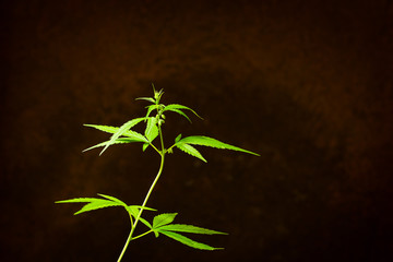 Green leaf of Cannabis tree on rust background