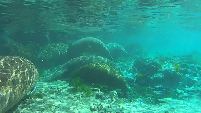 Manatee Family resting underwater Florida