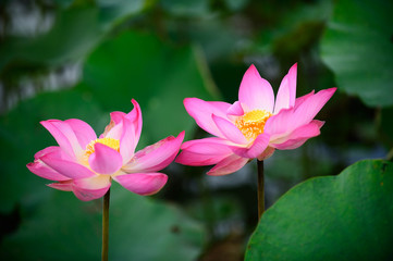 Pink lotus on waer and green leaf