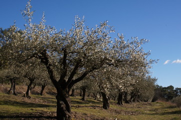 Fototapeta premium Oliveraie vers Sérignac