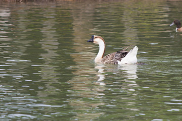 Geese on a pond