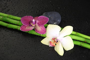 Bamboo and Orchid