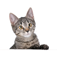 Obraz premium Cute tabby kitten on white background